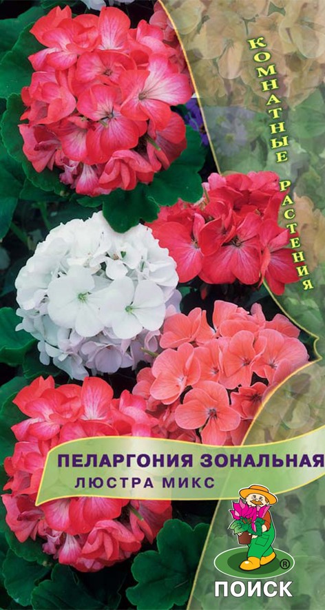 Семена цветов Пеларгония зональная Люстра микс Поиск, 5 шт