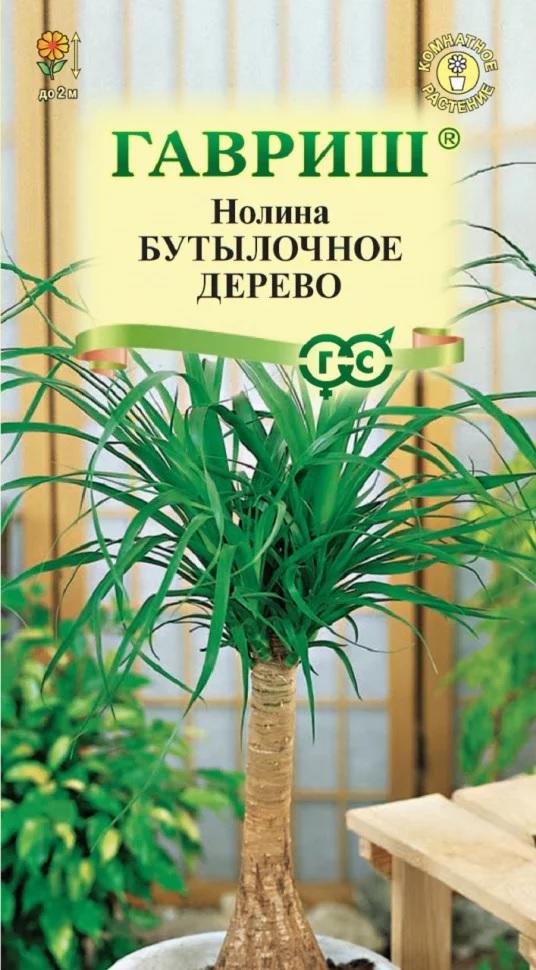 Семена Нолина Бутылочное дерево*  3 шт.