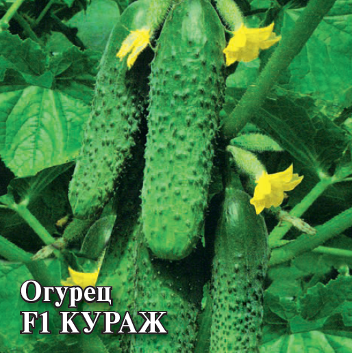Семена Огурец Кураж F1 1000 шт.