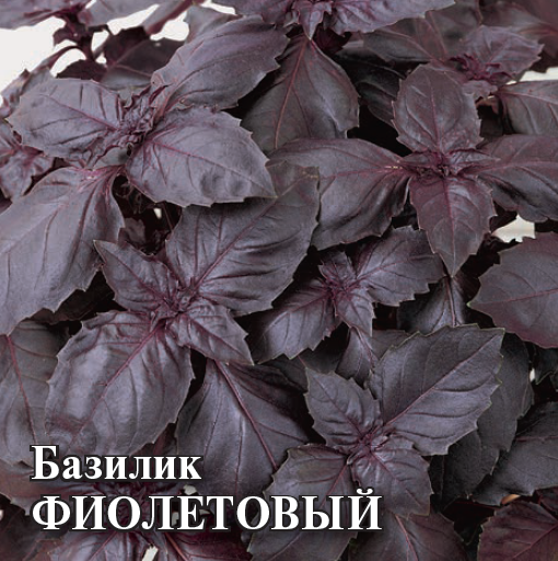 Семена Базилик Фиолетовый 10,0 г