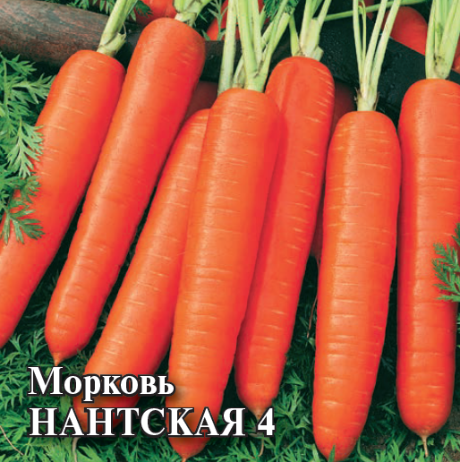 Семена Морковь Нантская 4  25,0 г