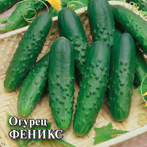 Семена Огурец Феникс  10,0 г