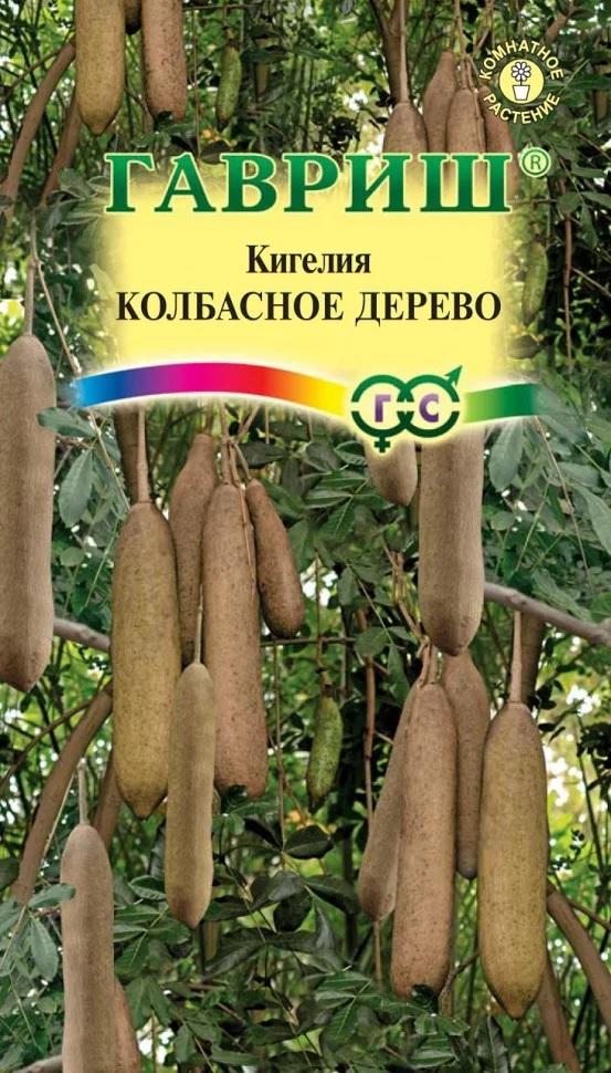 Семена Кигелия Колбасное дерево 3 шт. 