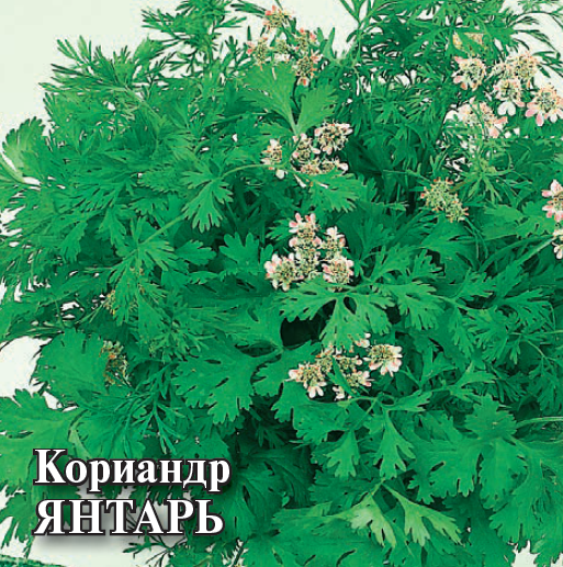 Семена Кориандр Янтарь  25,0 г