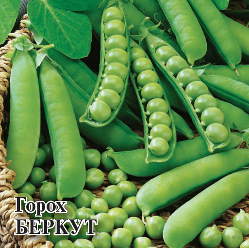 Семена Горох Беркут 100,0 г