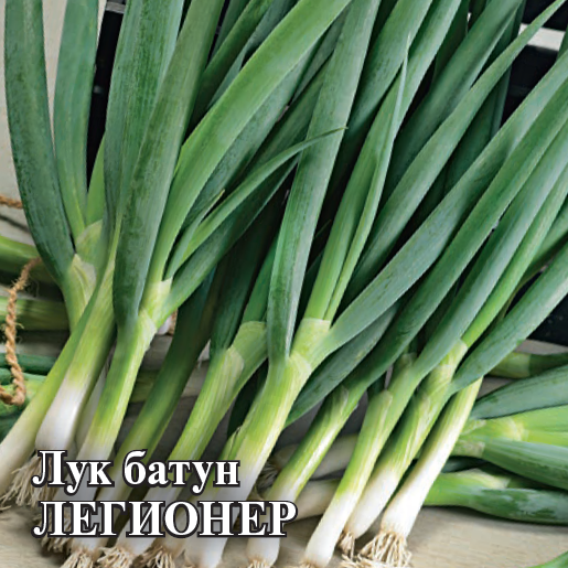 Семена Лук батун Легионер 100 г